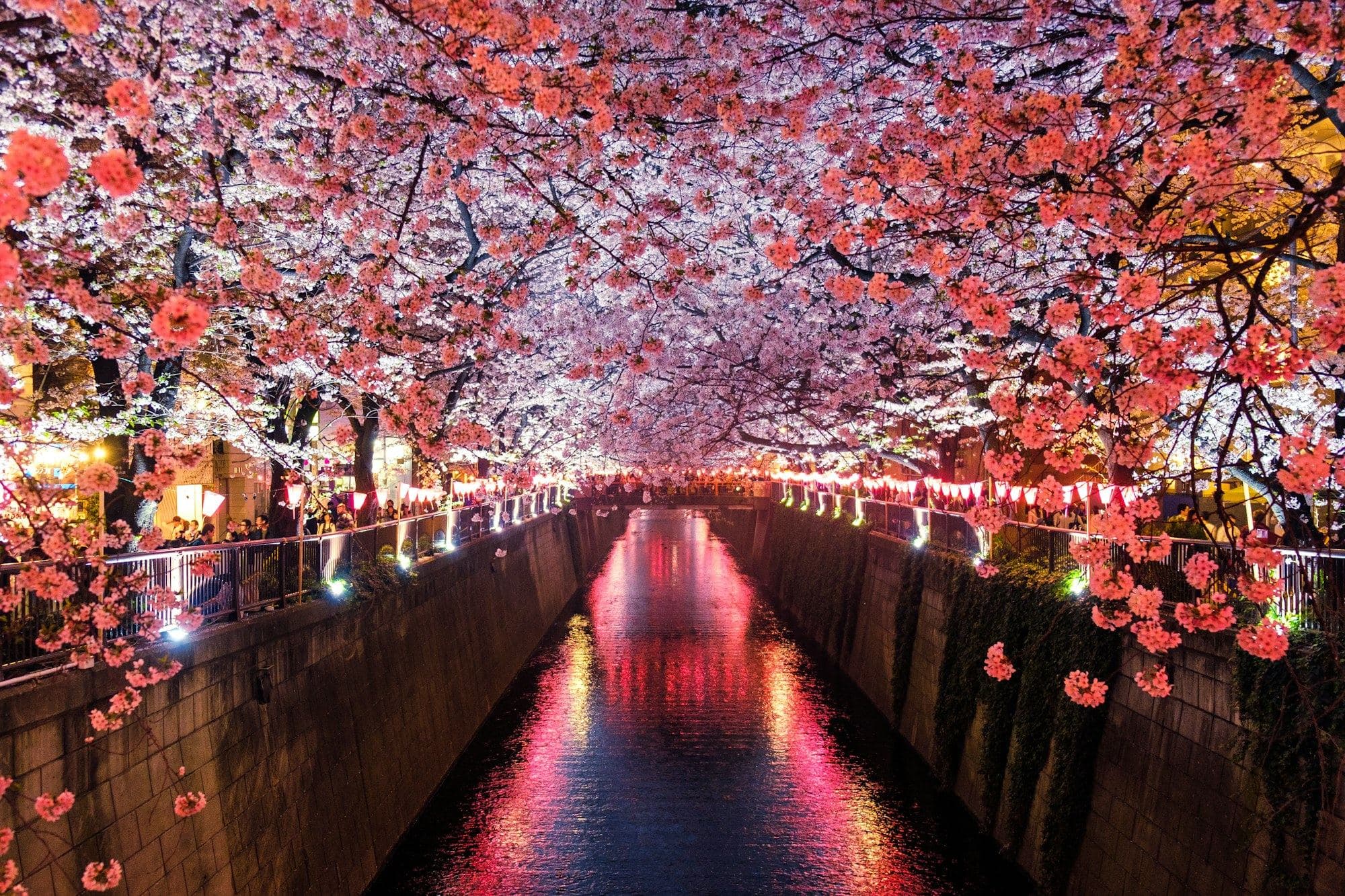 Blossom & Silence — Japan